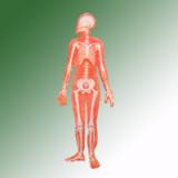 HUMAN SKELETAL SYSTEM